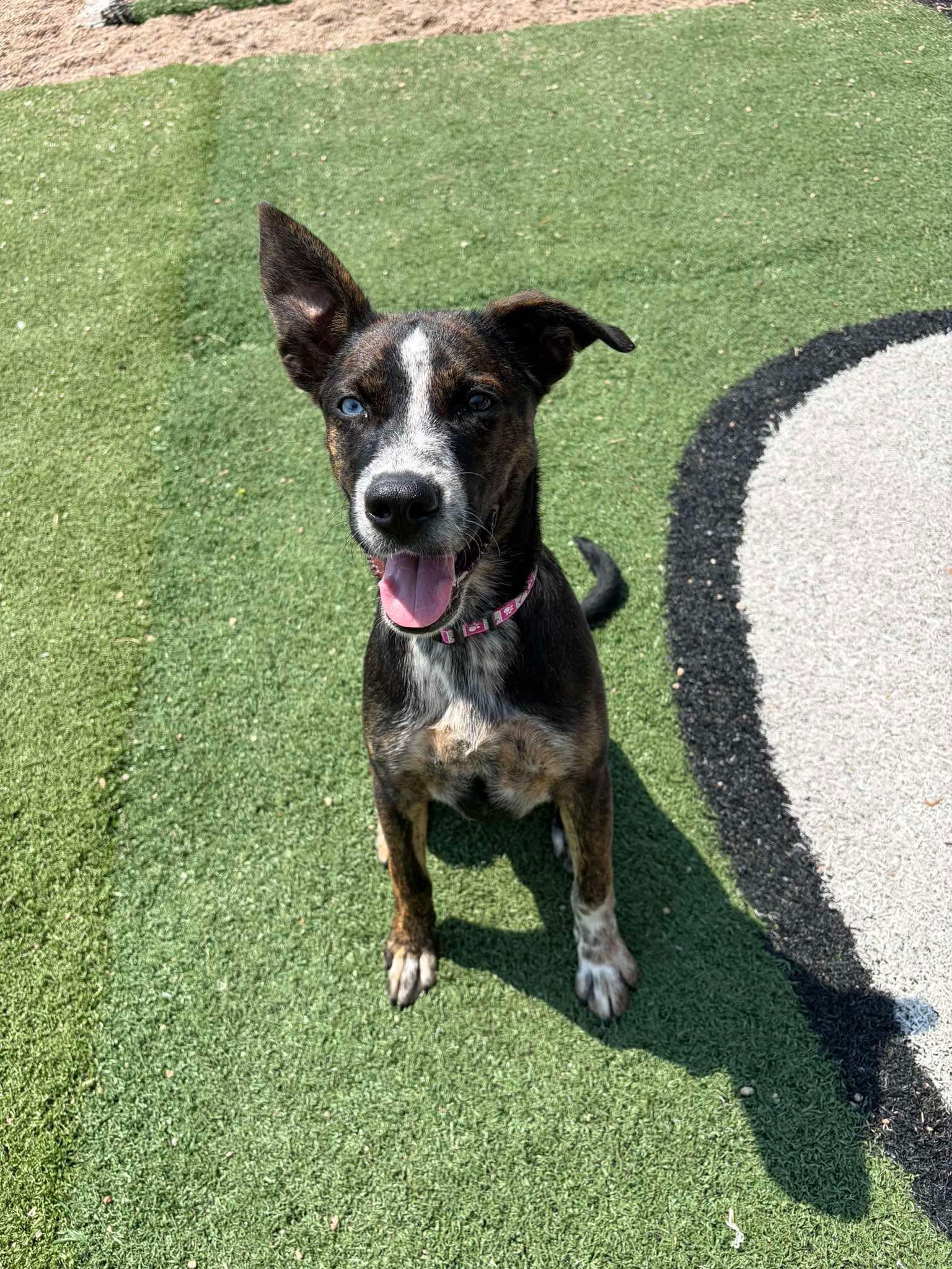 Addie, ADOPTABLE, Puppy Female Australian Cattle Dog / Blue Heeler.