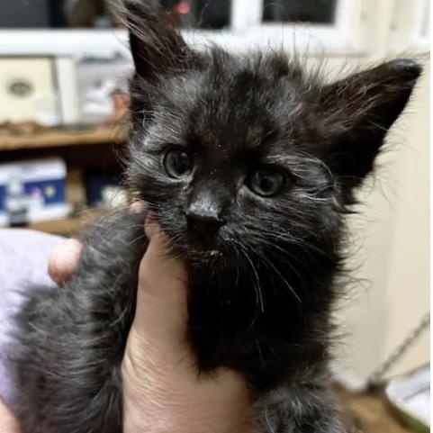 Zeus, ADOPTABLE, Kitten Male Domestic Medium Hair.