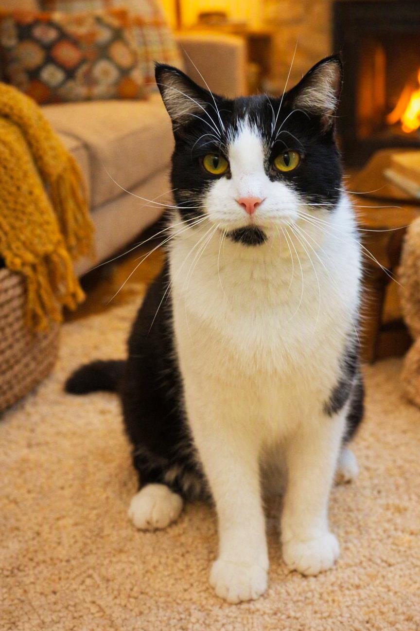 Abbie, Adoptable, Young Female Domestic Short Hair.