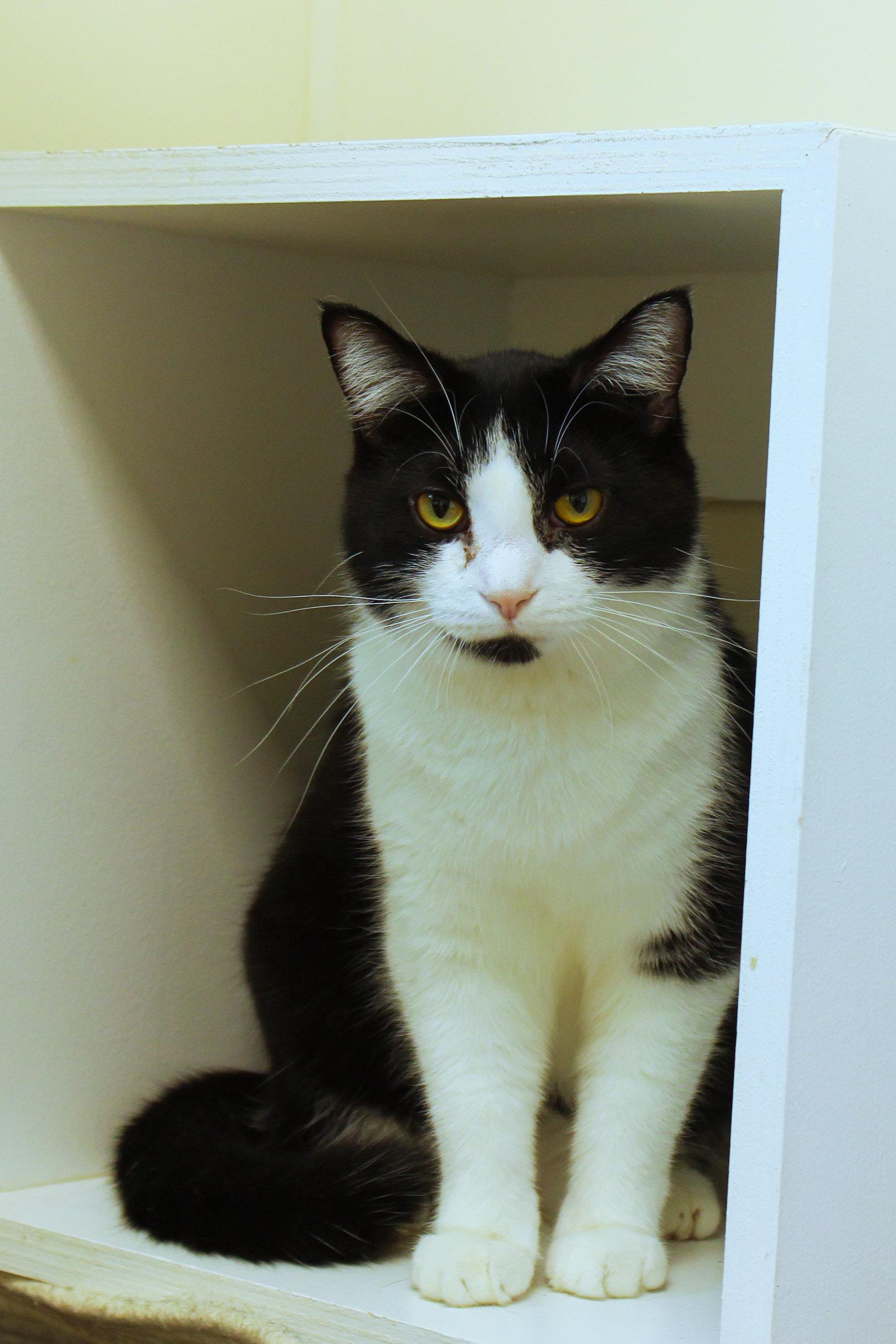Abbie, a Adoptable Domestic Short Hair in Urbana, OH image 3/6