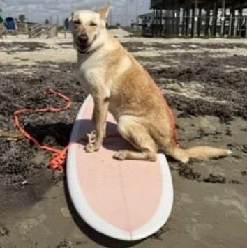 COCO, Adoptable, Adult Female Labrador Retriever & Siberian Husky.