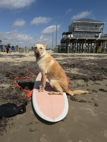 COCO, Adoptable, Adult Female Labrador Retriever & Siberian Husky.