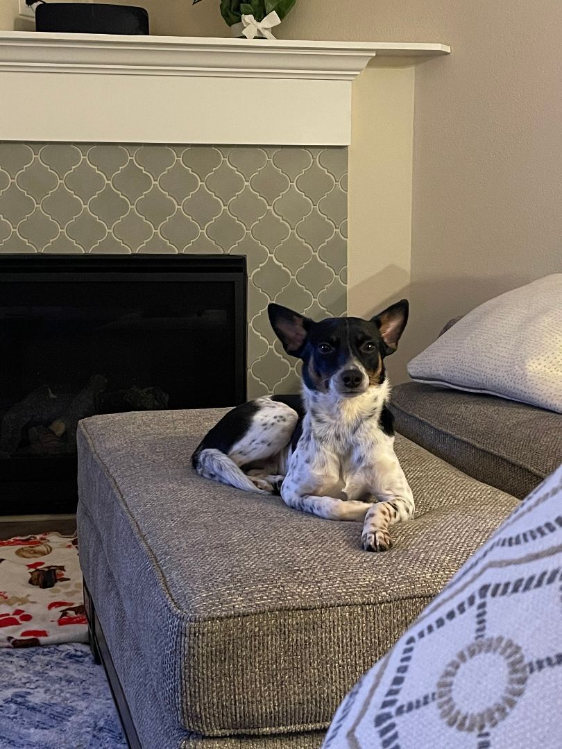 Enlarge Milo , a Adopted Rat Terrier in La Center, WA image 1/12