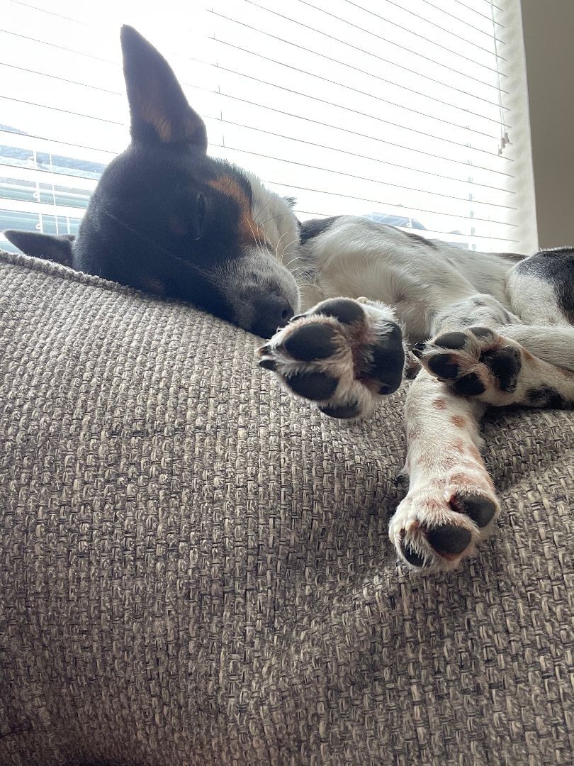 Enlarge Milo , a Adopted Rat Terrier in La Center, WA image 2/12