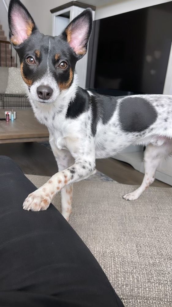 Enlarge Milo , a Adopted Rat Terrier in La Center, WA image 3/12