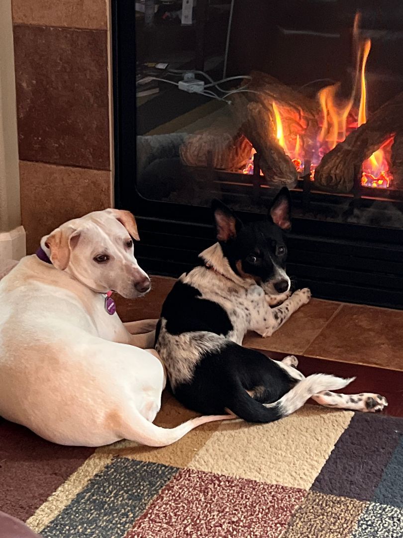 Enlarge Milo , a Adopted Rat Terrier in La Center, WA image 4/12