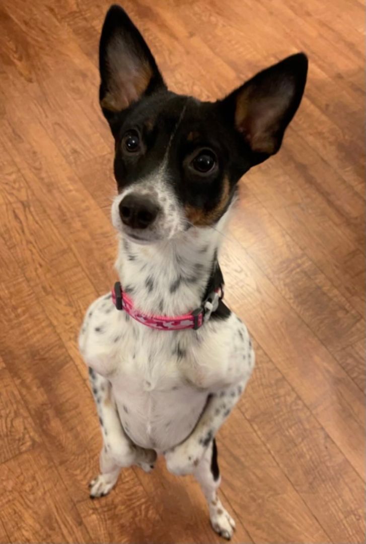 Enlarge Milo , a Adopted Rat Terrier in La Center, WA image 5/12