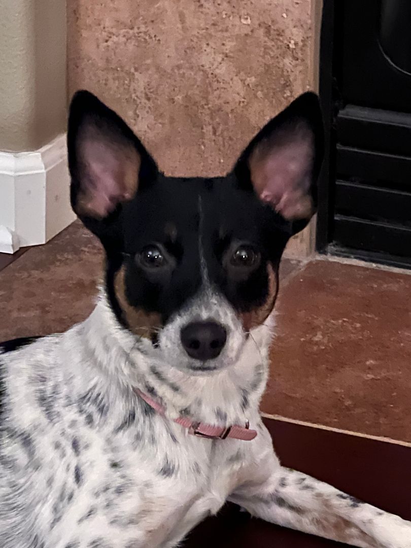 Enlarge Milo , a Adopted Rat Terrier in La Center, WA image 6/12