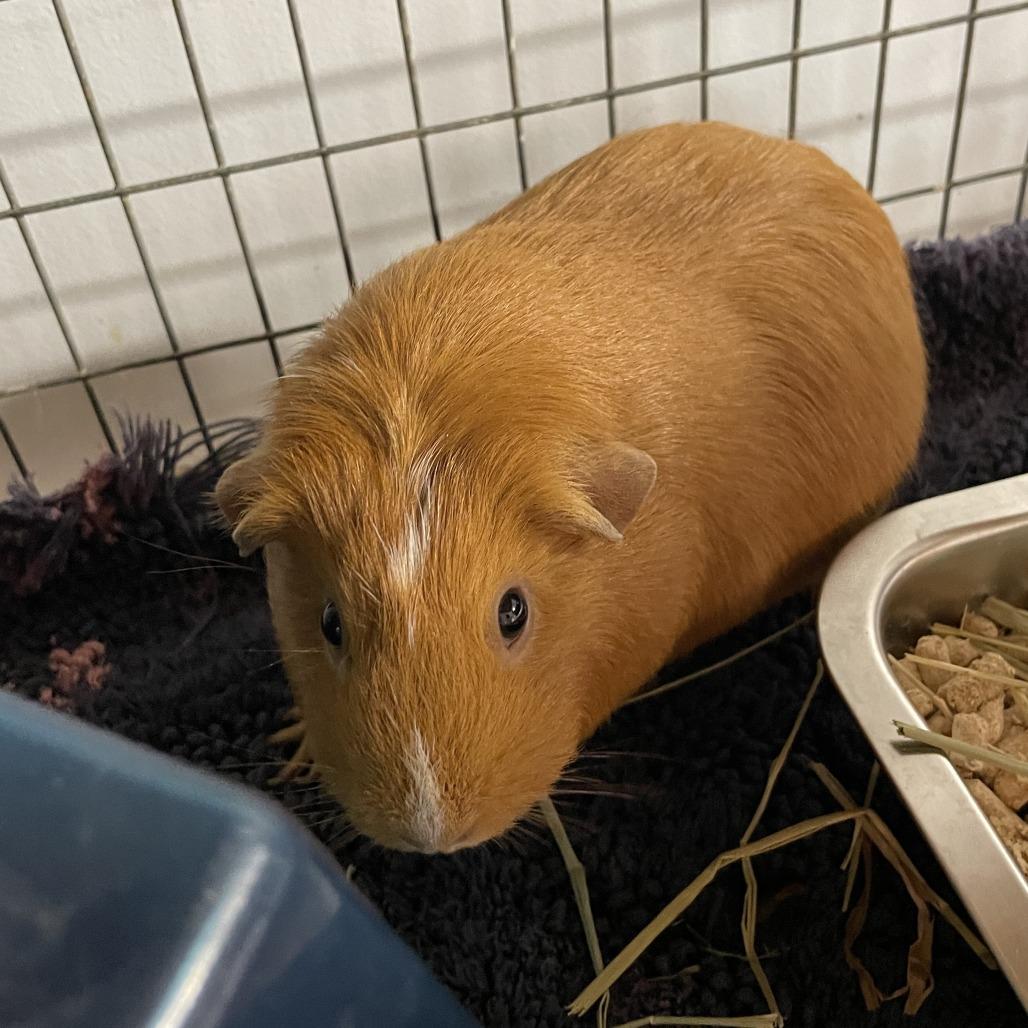Judith Rae, Adoptable, Young Female Guinea Pig.