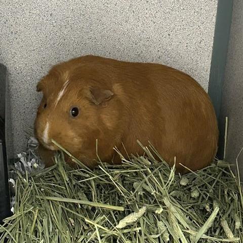 Enlarge Judith Rae, a Adoptable Guinea Pig in Madison, WI image 2/2