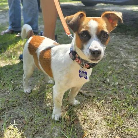 Enlarge Jumper, a Adoptable Jack Russell Terrier in Gulfport, MS image 1/6