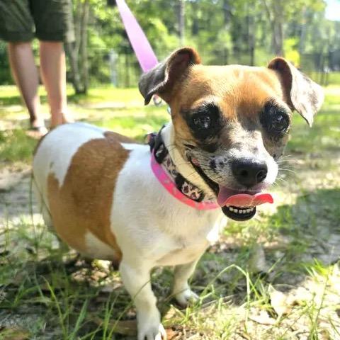 Enlarge Jumper, a Adoptable Jack Russell Terrier in Gulfport, MS image 2/6
