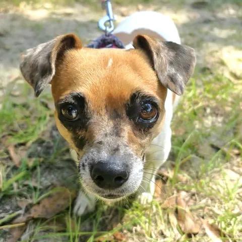 Enlarge Jumper, a Adoptable Jack Russell Terrier in Gulfport, MS image 3/6