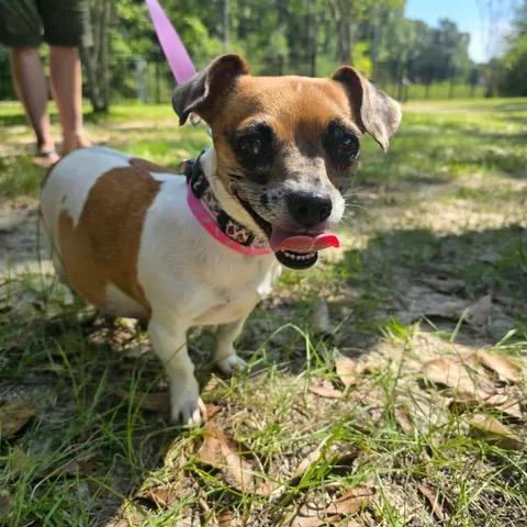 Enlarge Jumper, a Adoptable Jack Russell Terrier in Gulfport, MS image 4/6