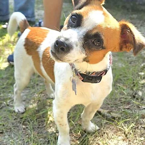 Enlarge Jumper, a Adoptable Jack Russell Terrier in Gulfport, MS image 5/6