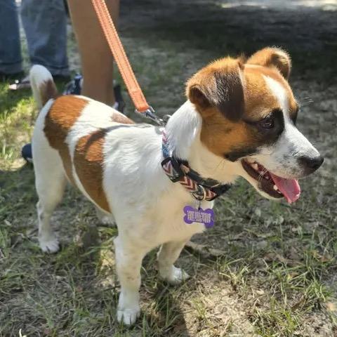 Enlarge Jumper, a Adoptable Jack Russell Terrier in Gulfport, MS image 6/6