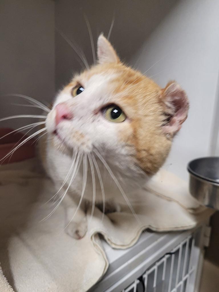 Monty, Adoptable, Young Male Domestic Short Hair.