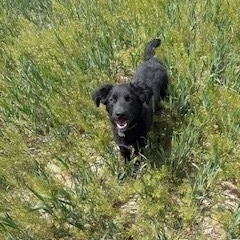 Norman, a ADOPTABLE mixed breed in Lamar, CO image 2/2