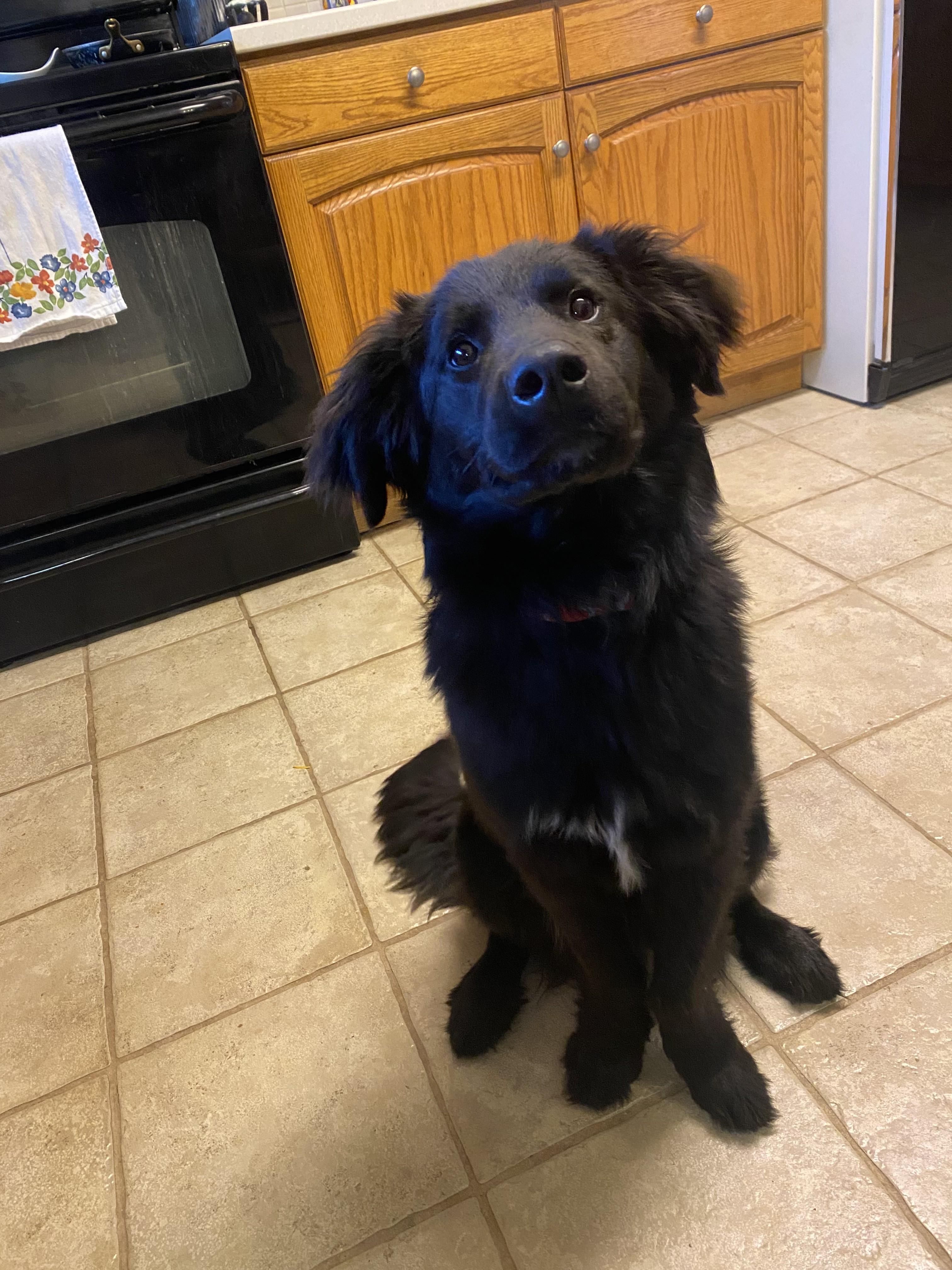Norman, ADOPTABLE, Adult Male Retriever & Standard Poodle.