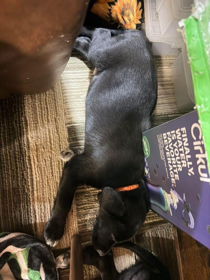 Phelps orange, Adoptable, Puppy Male Beagle & Border Collie.