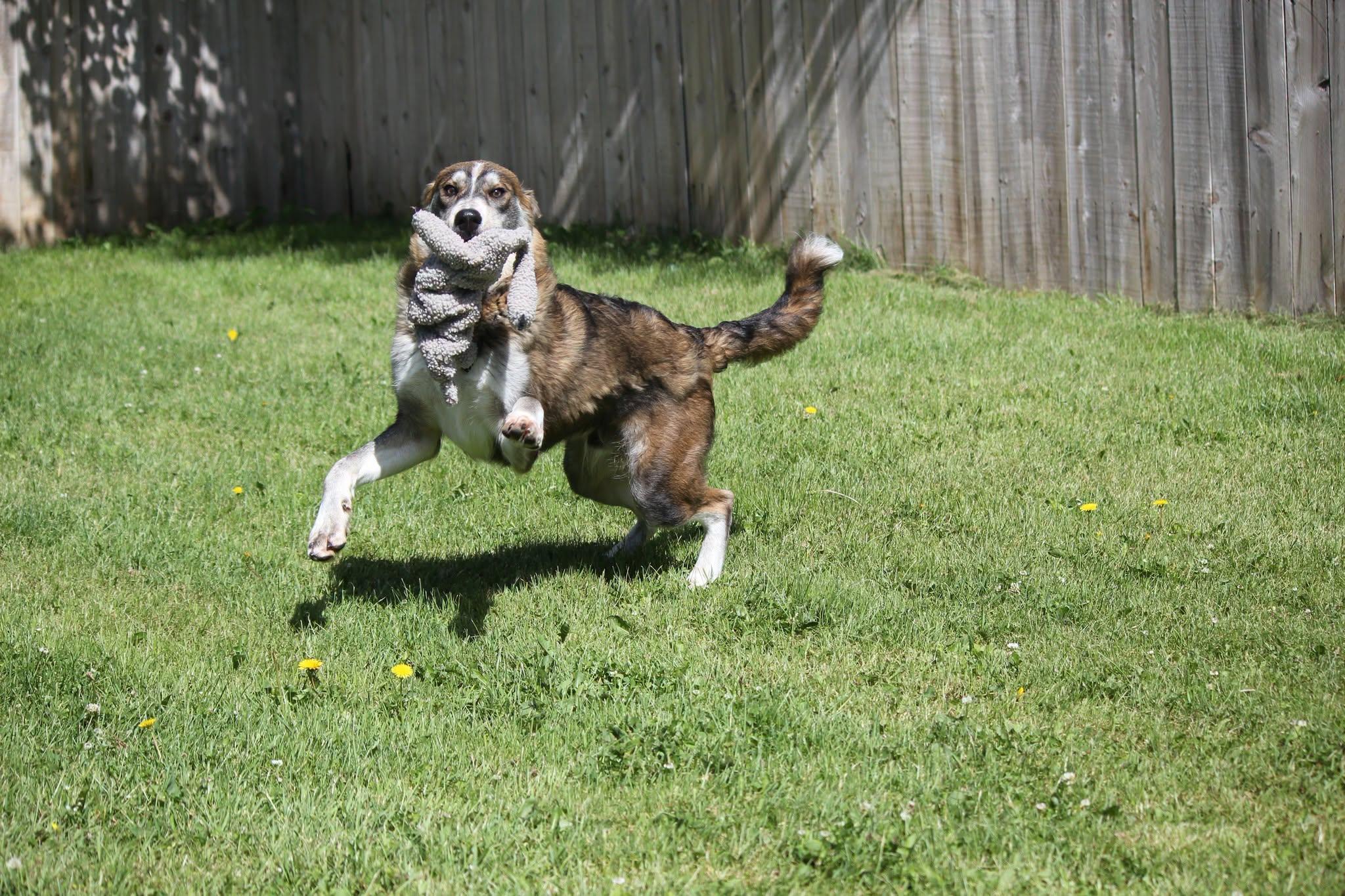 Theo, an adopted mixed breed in Hayward, WI image 3/3