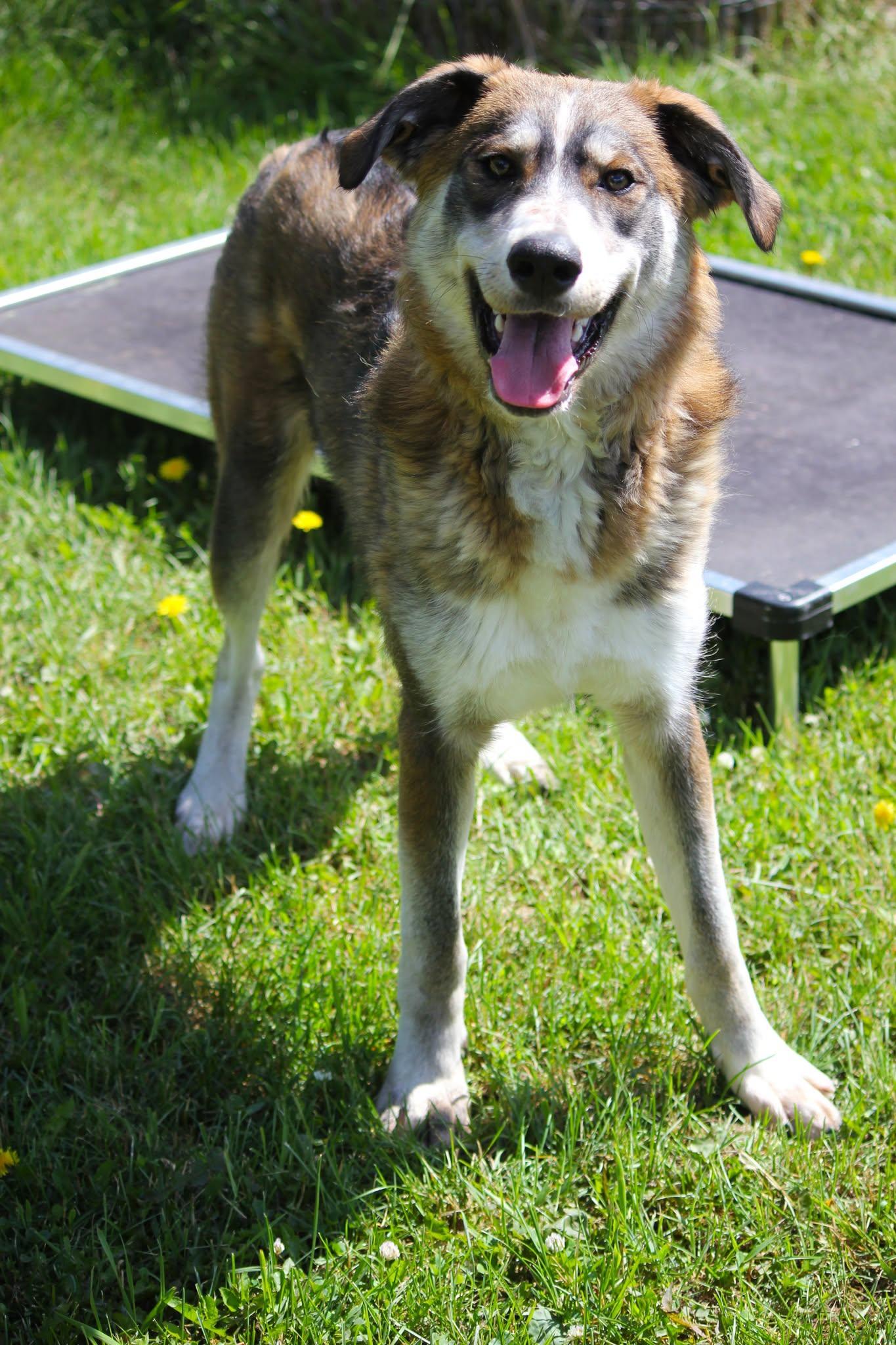 Theo, an adopted mixed breed in Hayward, WI image 2/3