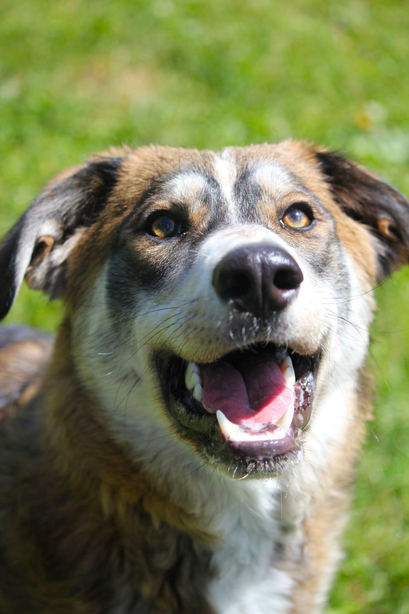 Theo, an adopted mixed breed in Hayward, WI image 1/3