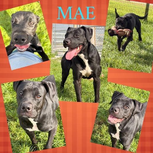 Mae, Adoptable, Puppy Female Boxer & Mixed Breed.
