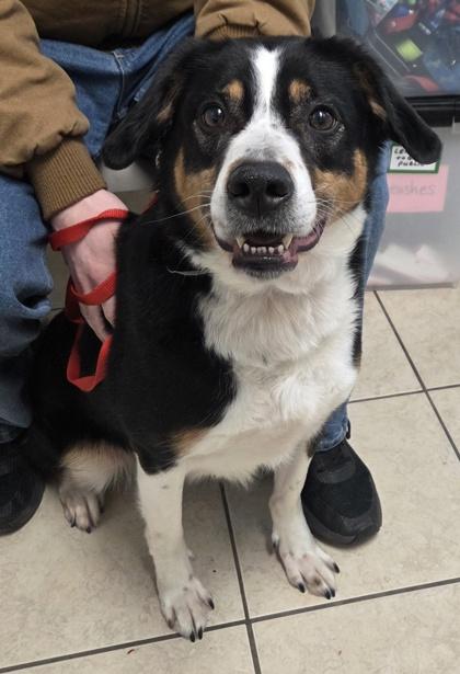 Enlarge Dexter, a Adoptable mixed breed in Parma, OH image 1/1