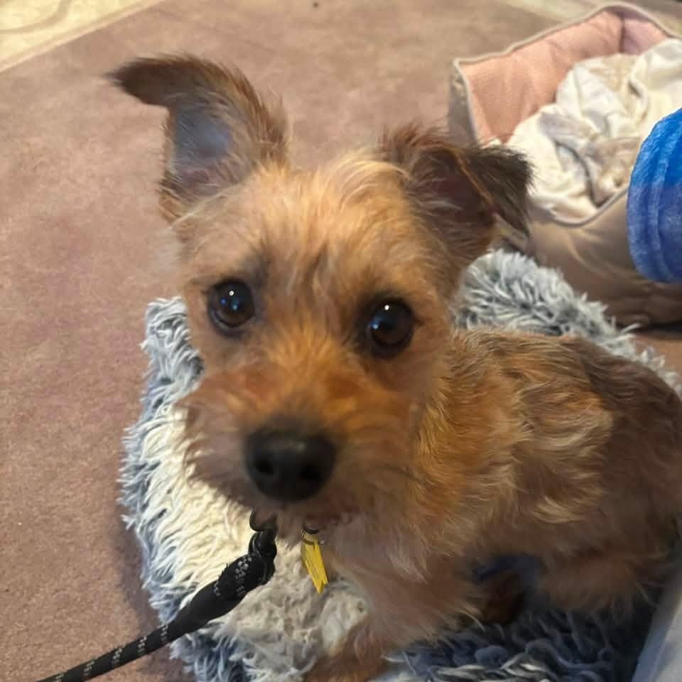 Jacob, Adoptable, Young Male Yorkshire Terrier & Chihuahua.