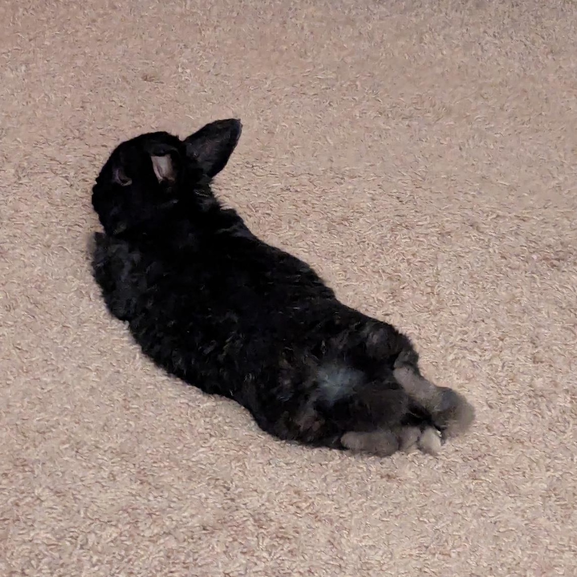 Cooper, Adopted, Adult Male Netherland Dwarf.