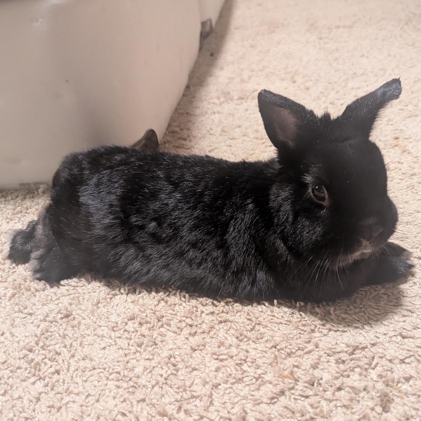 Enlarge Cooper, a Adopted Netherland Dwarf in Edina, MN image 2/4