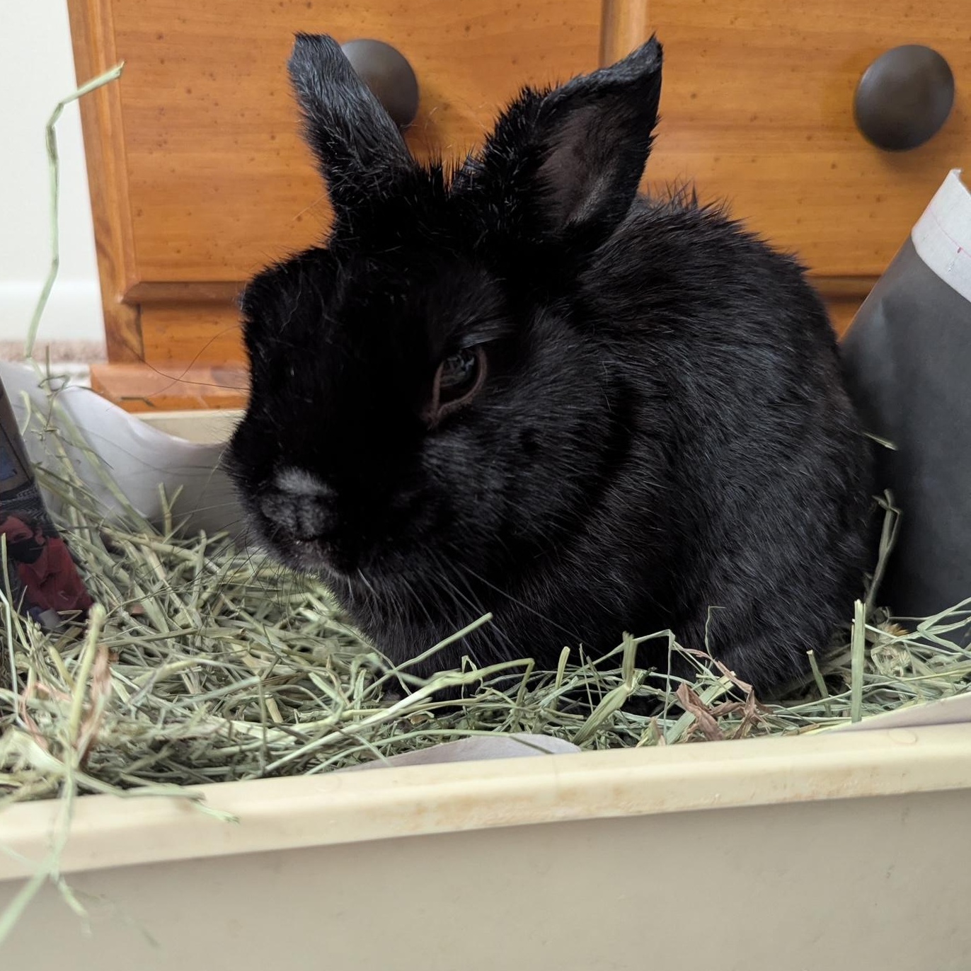 Enlarge Cooper, a Adopted Netherland Dwarf in Edina, MN image 3/4