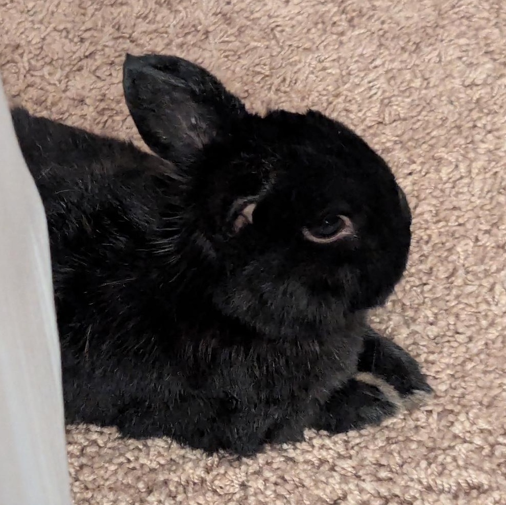 Enlarge Cooper, a Adopted Netherland Dwarf in Edina, MN image 4/4