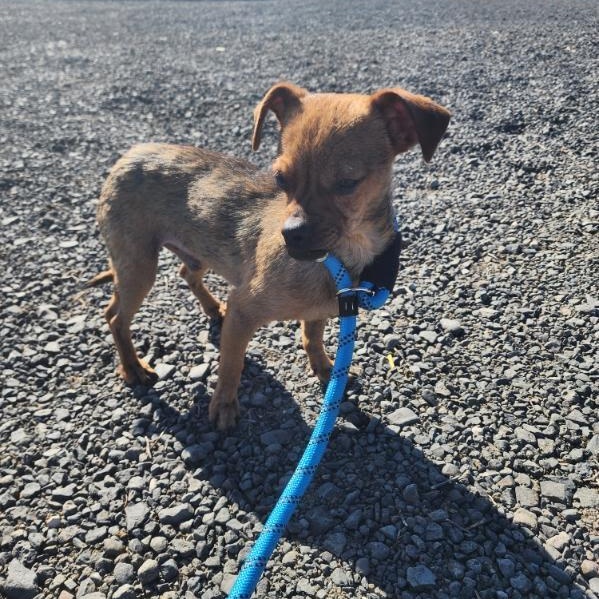 Enlarge Cuda, a Adoptable mixed breed in Spanaway, WA image 5/5