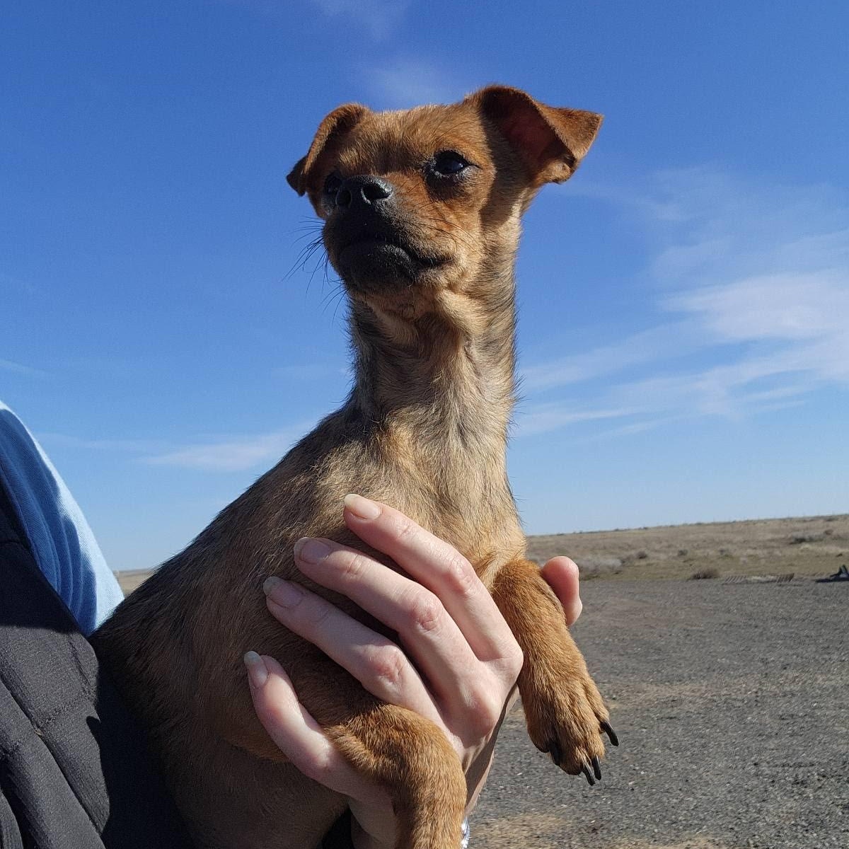 Enlarge Cuda, a Adoptable mixed breed in Spanaway, WA image 2/5