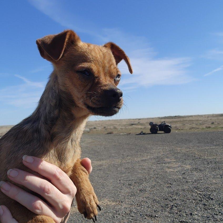Enlarge Cuda, a Adoptable mixed breed in Spanaway, WA image 3/5