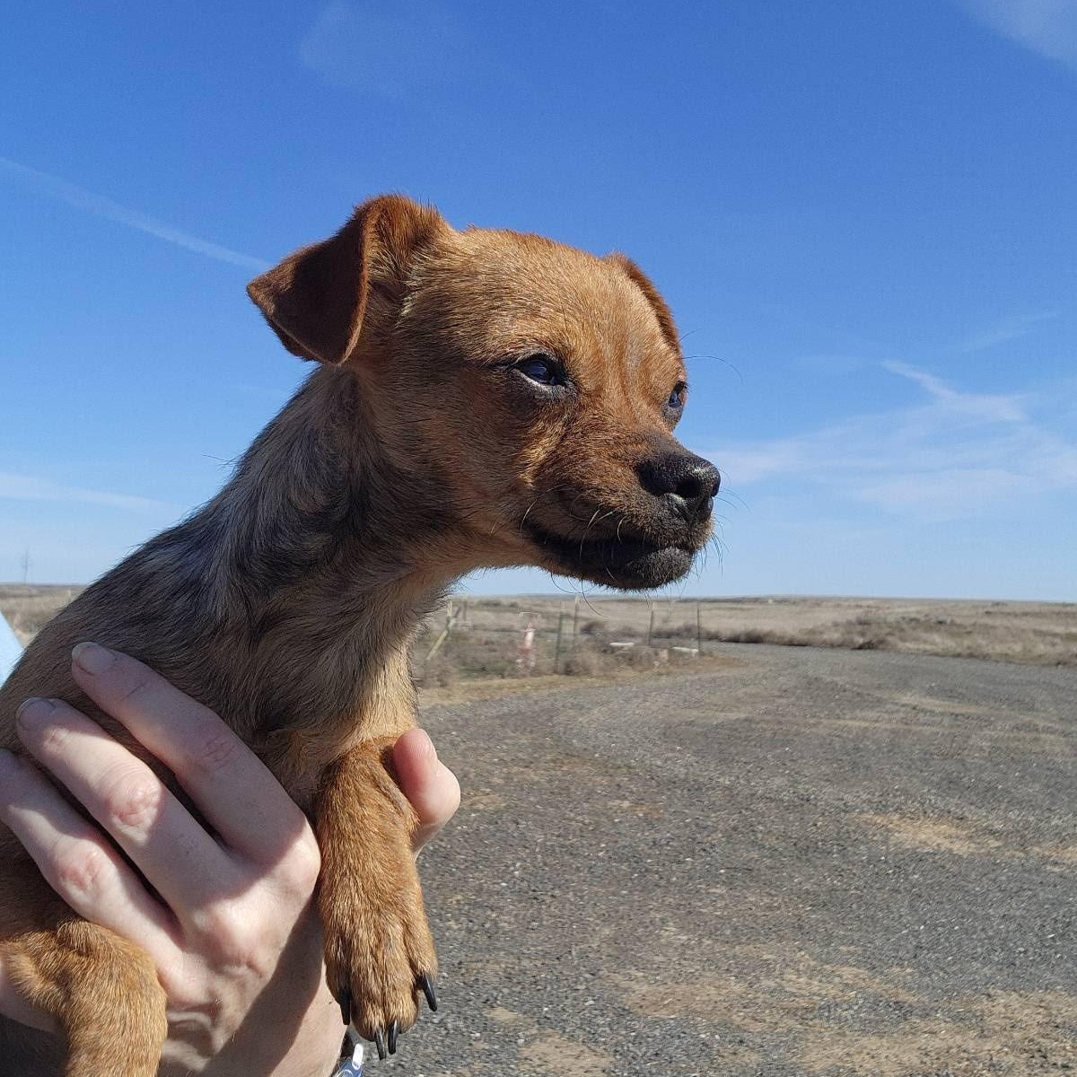 Enlarge Cuda, a Adoptable mixed breed in Spanaway, WA image 4/5