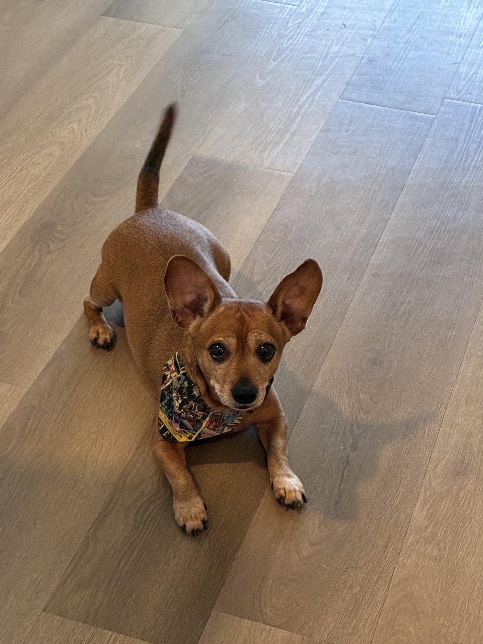 YoYo, Adoptable, Young Male Dachshund & Chihuahua.