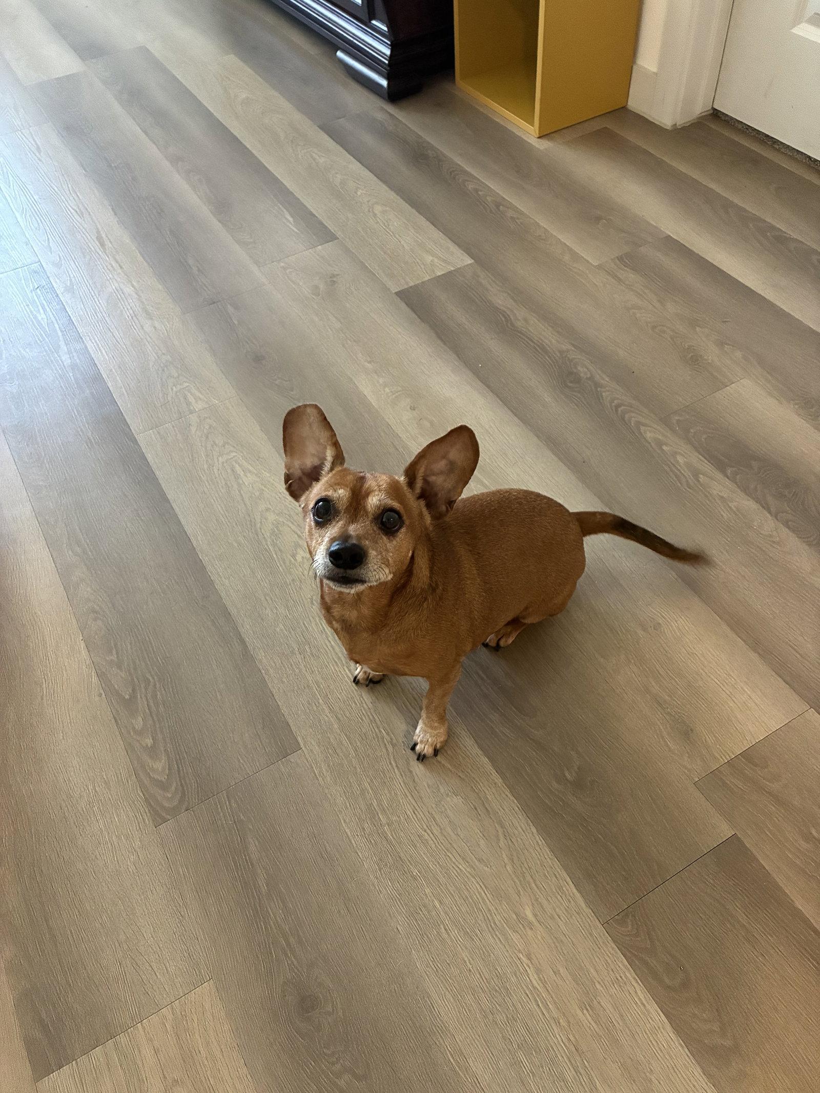 Enlarge YoYo, a Adoptable mixed breed in Austin, TX image 2/2