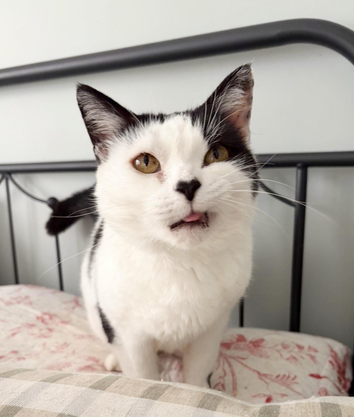Enlarge Katla, a ADOPTABLE Domestic Short Hair in Sidney, OH image 1/6