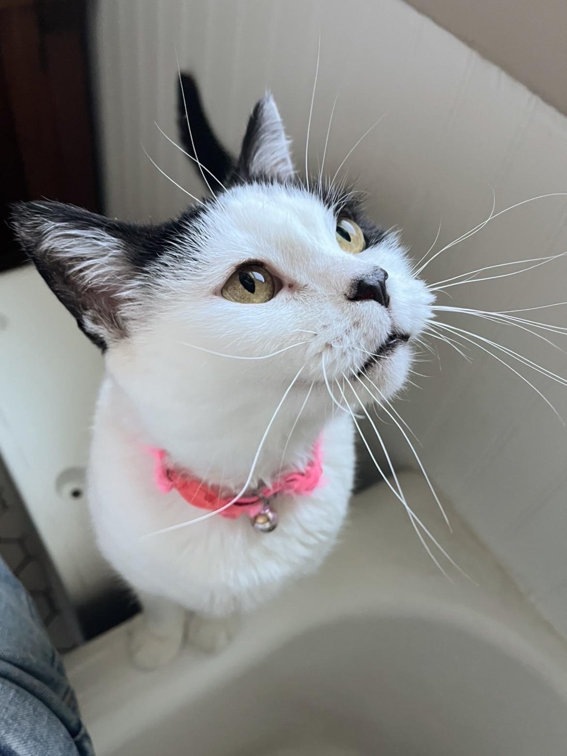 Katla, a ADOPTABLE Domestic Short Hair in Sidney, OH image 4/6
