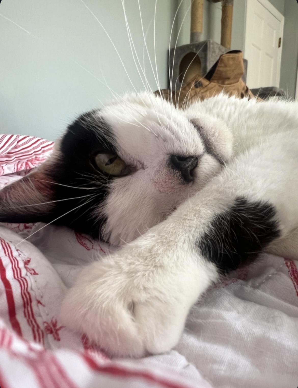 Katla, a ADOPTABLE Domestic Short Hair in Sidney, OH image 2/6