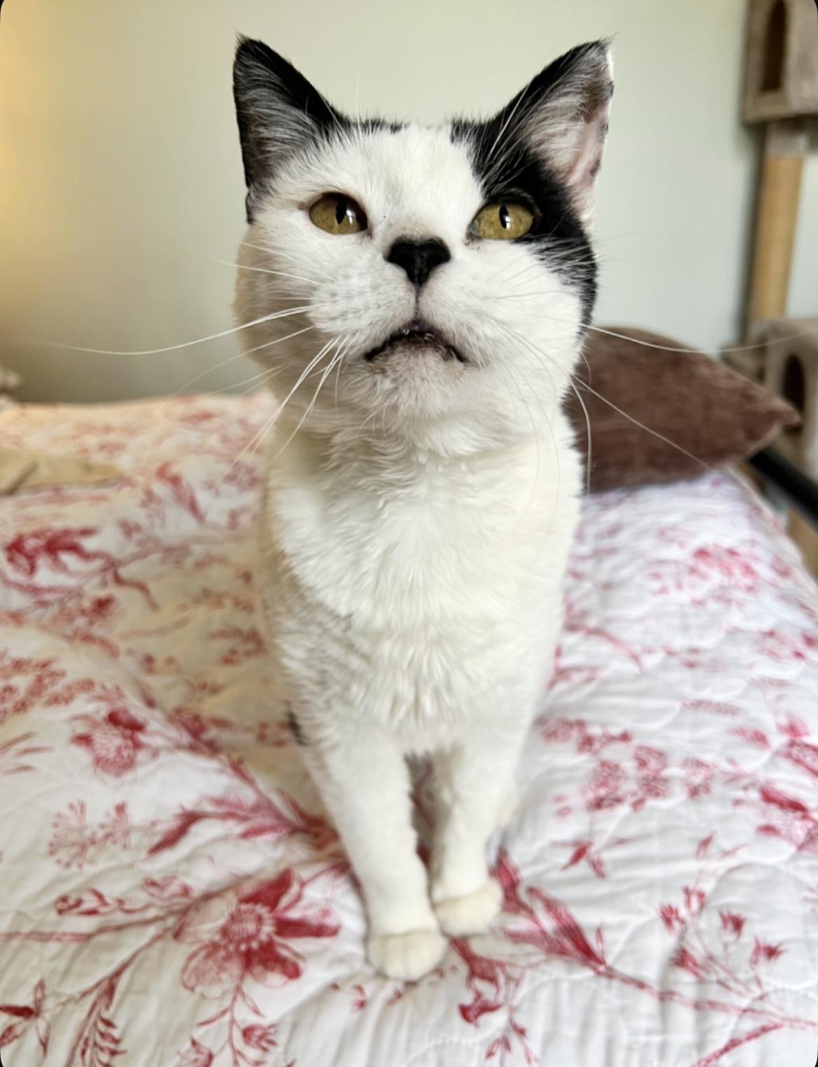Katla, a ADOPTABLE Domestic Short Hair in Sidney, OH image 3/6