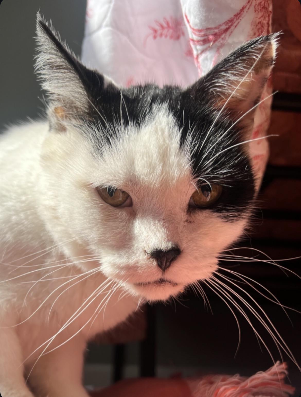 Katla, a ADOPTABLE Domestic Short Hair in Sidney, OH image 6/6