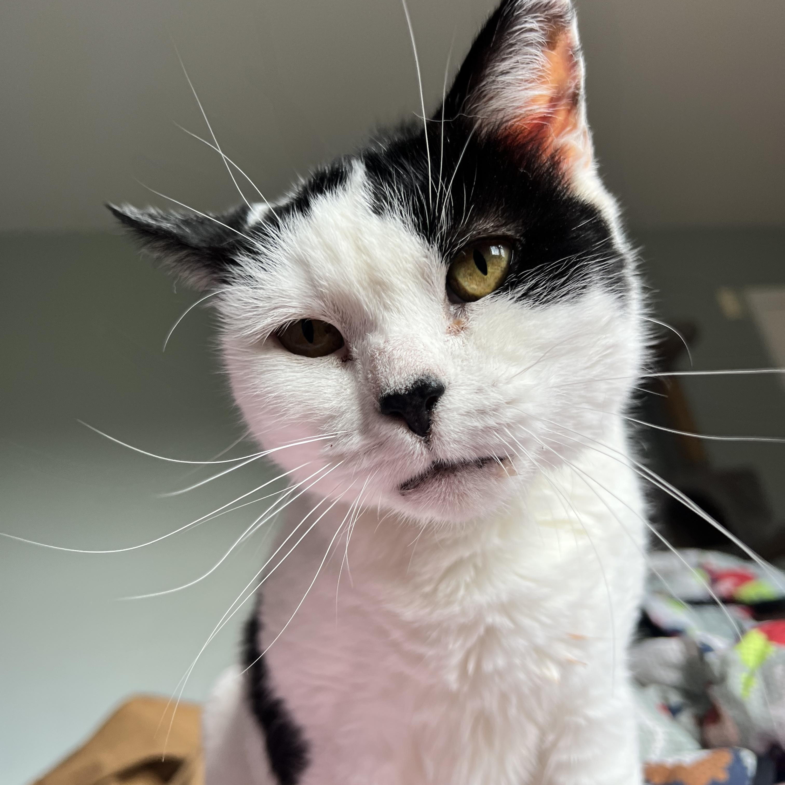 Katla, a ADOPTABLE Domestic Short Hair in Sidney, OH image 5/6