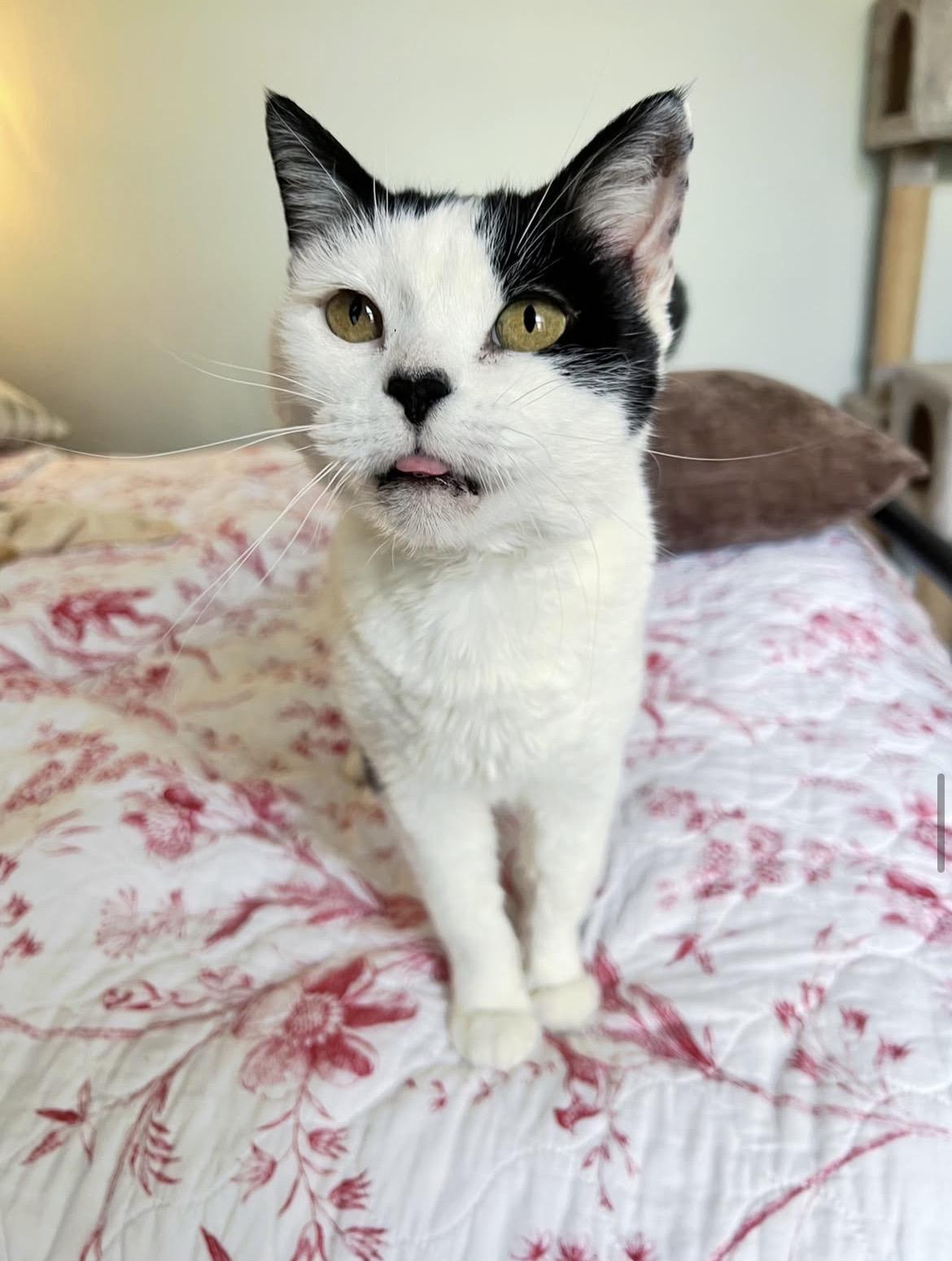 Katla, a ADOPTABLE Domestic Short Hair in Sidney, OH image 1/6