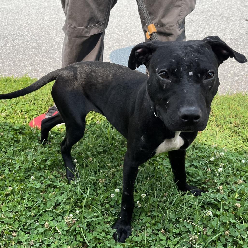 "Phang", Adoptable, Young Female Pit Bull Terrier & Black Labrador Retriever.