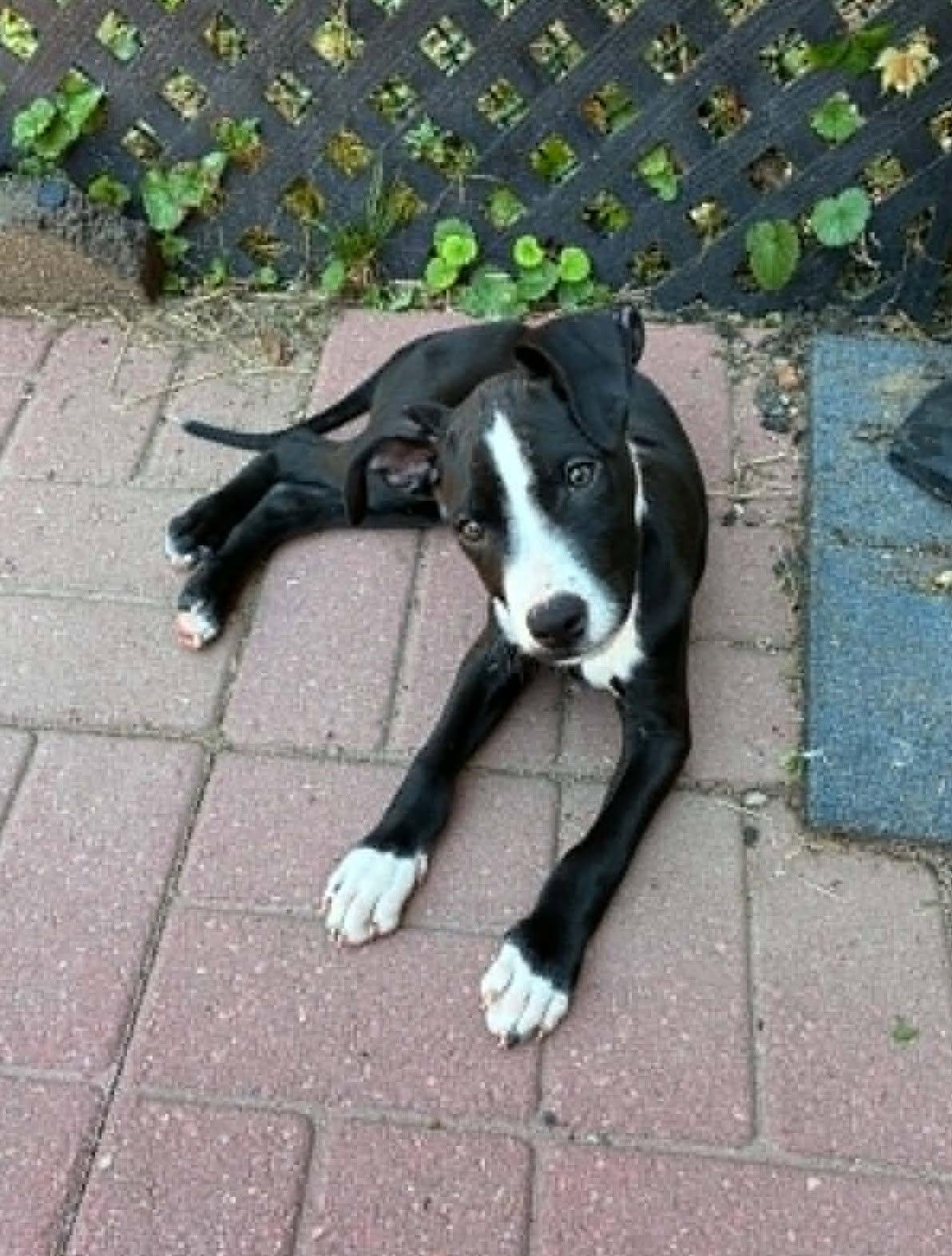 Domino, ADOPTABLE, Puppy Male Border Collie & Australian Cattle Dog / Blue Heeler.