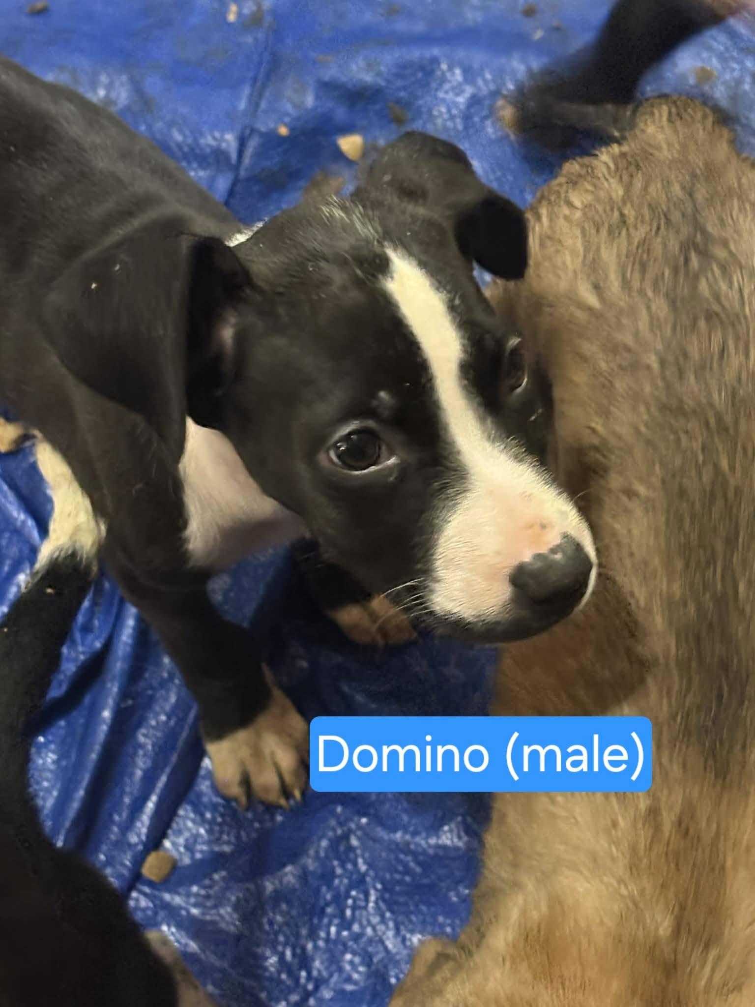 Domino, a ADOPTABLE mixed breed in Blue Bell, PA image 4/6